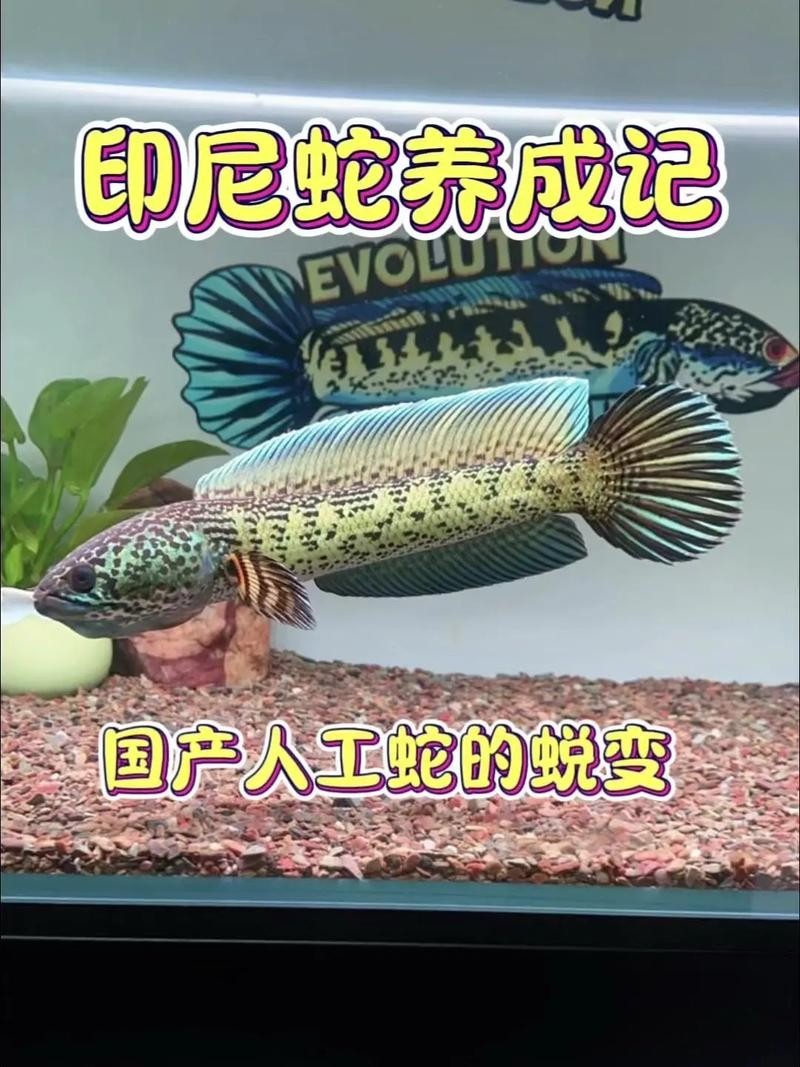 雷龍魚(yú)和恐龍魚(yú)的區(qū)別圖片