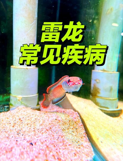 雷龍魚(yú)和恐龍魚(yú)的區(qū)別圖片