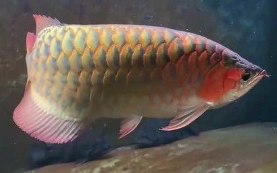 金龍魚的形態描述怎么寫的：如果你想在家里養一條金龍魚，金龍魚的形態描述怎么寫的