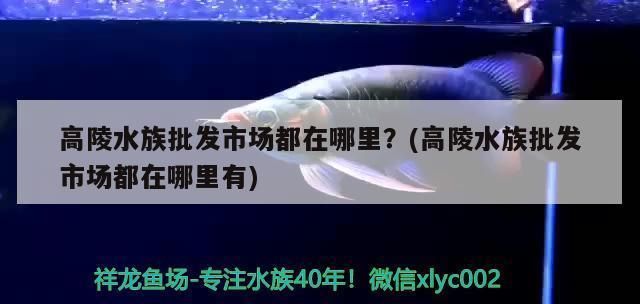 龍魚是金魚嗎還是銀魚：龍魚不是金魚也不是銀魚