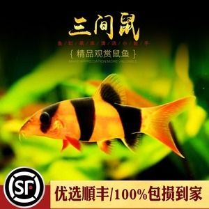 龍魚缸除藻工具魚：龍魚缸中除藻的好幫手，龍魚缸中除藻工具魚的好幫手 龍魚缸除藻工具魚：龍魚缸中除藻的好幫手，龍魚缸中除藻工具魚的好幫手 龍魚百科 第3張