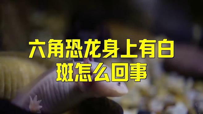 如何判斷六角龍魚是否患有白斑病？