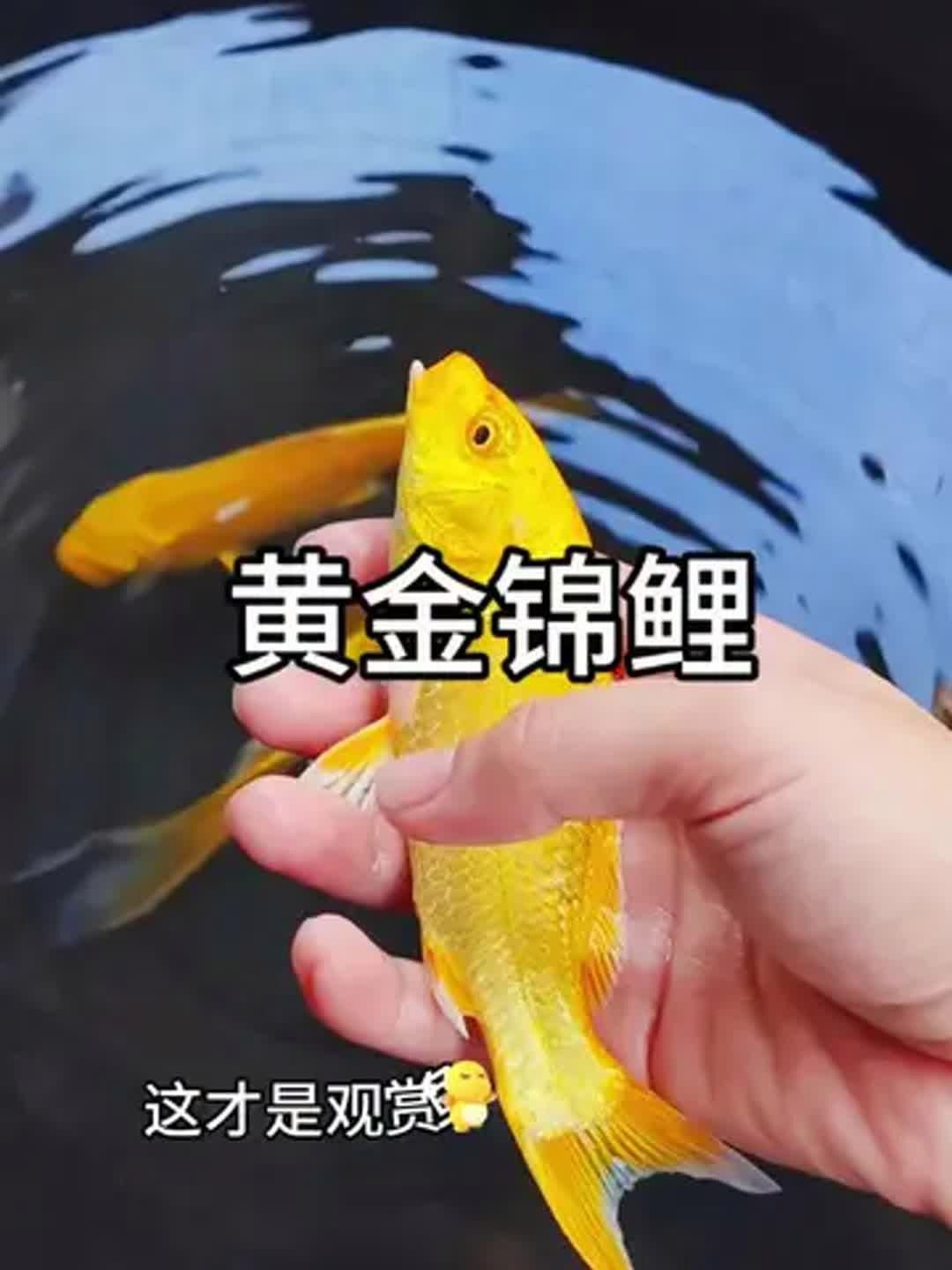 龍鳳錦鯉和黃金錦鯉的區別