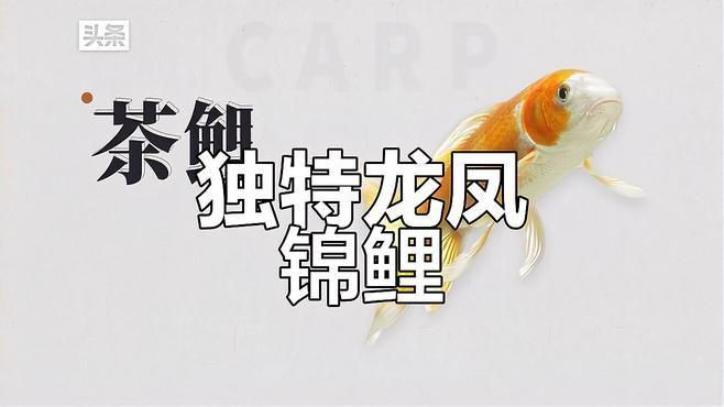 龍鳳錦鯉和黃金錦鯉的區別