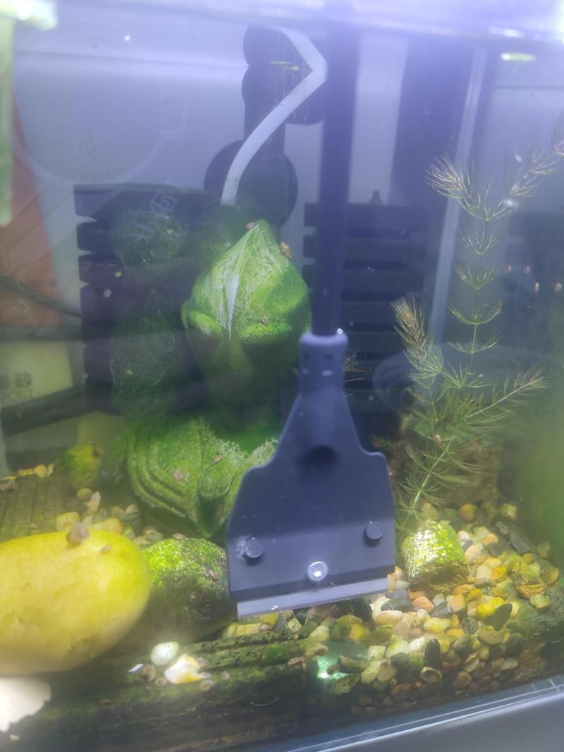 龍魚吐綠色絮狀物是什么