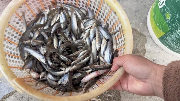 馬古龍魚是啥樣的圖片