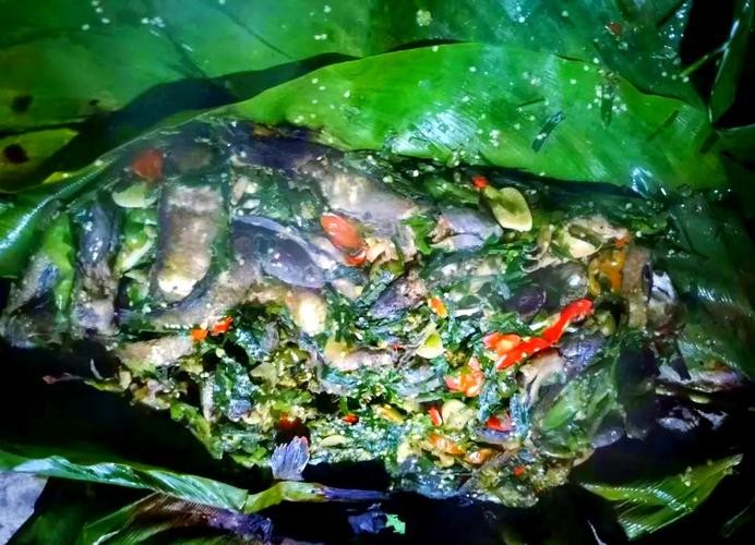 馬古龍魚是啥樣的圖片