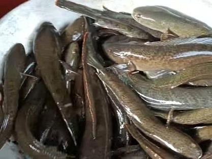 馬古龍魚是啥樣的圖片