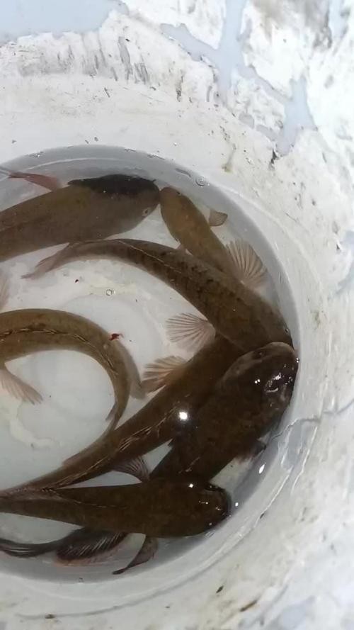 馬古龍魚是啥樣的圖片