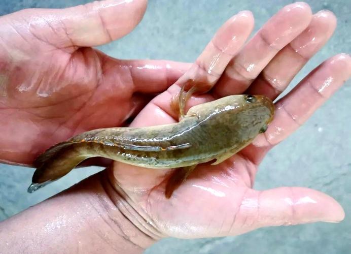 馬古龍魚是啥樣的圖片