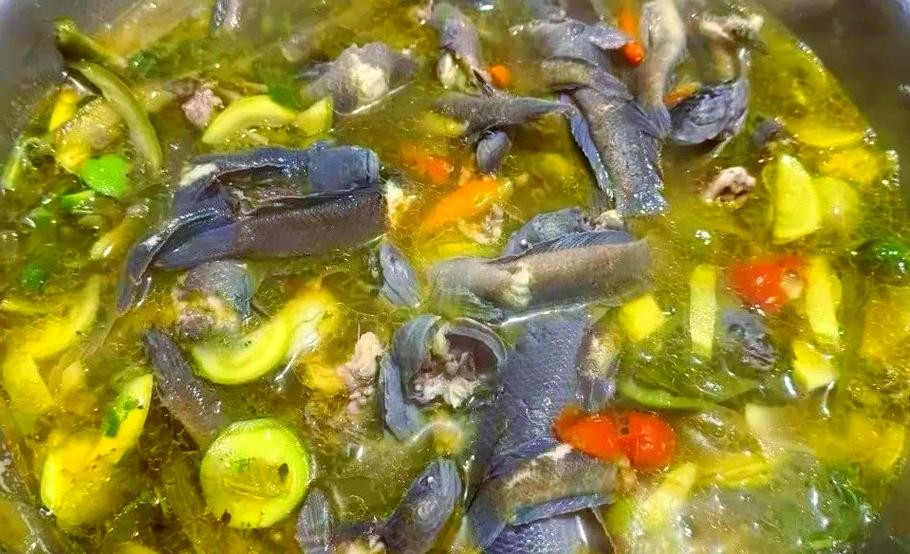 馬古龍魚是啥樣的圖片