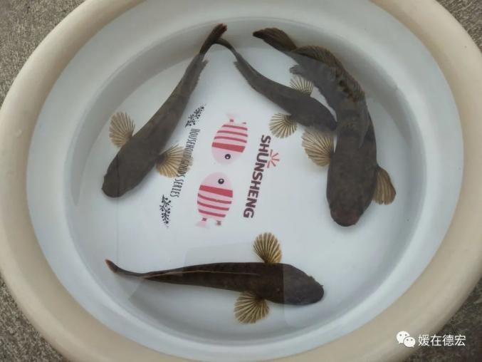 馬古龍魚是啥樣的圖片