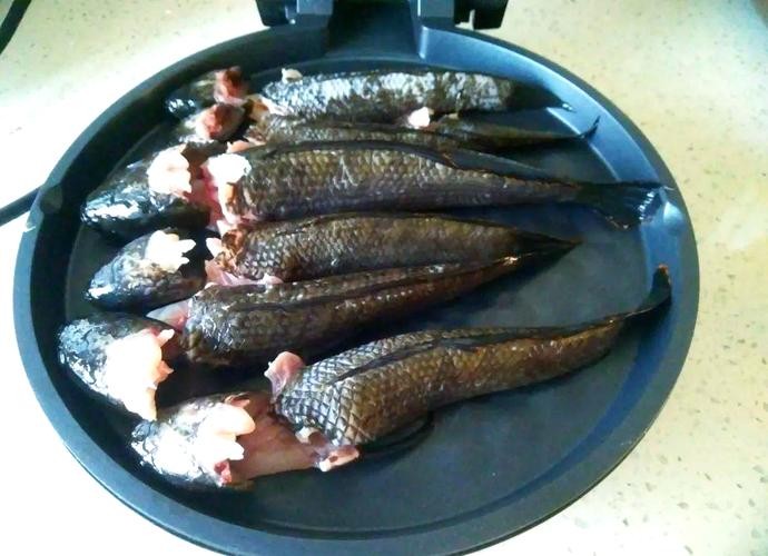 馬古龍魚是啥樣的圖片