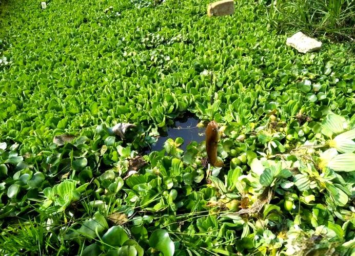 馬古龍魚是啥樣的圖片