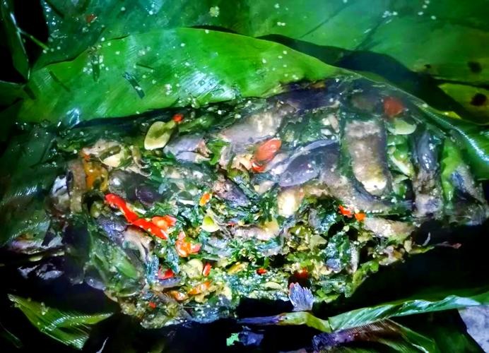 馬古龍魚是啥樣的圖片