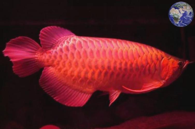 印尼紅龍魚多少錢一條啊圖片