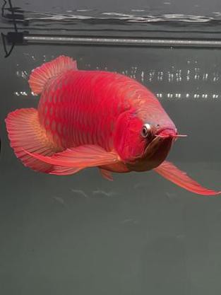 印尼紅龍魚多少錢一條啊圖片