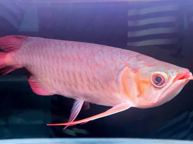 印尼紅龍魚多少錢一條啊圖片