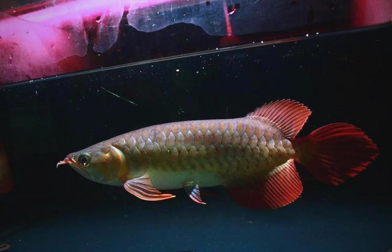 印尼紅龍魚多少錢一條啊圖片