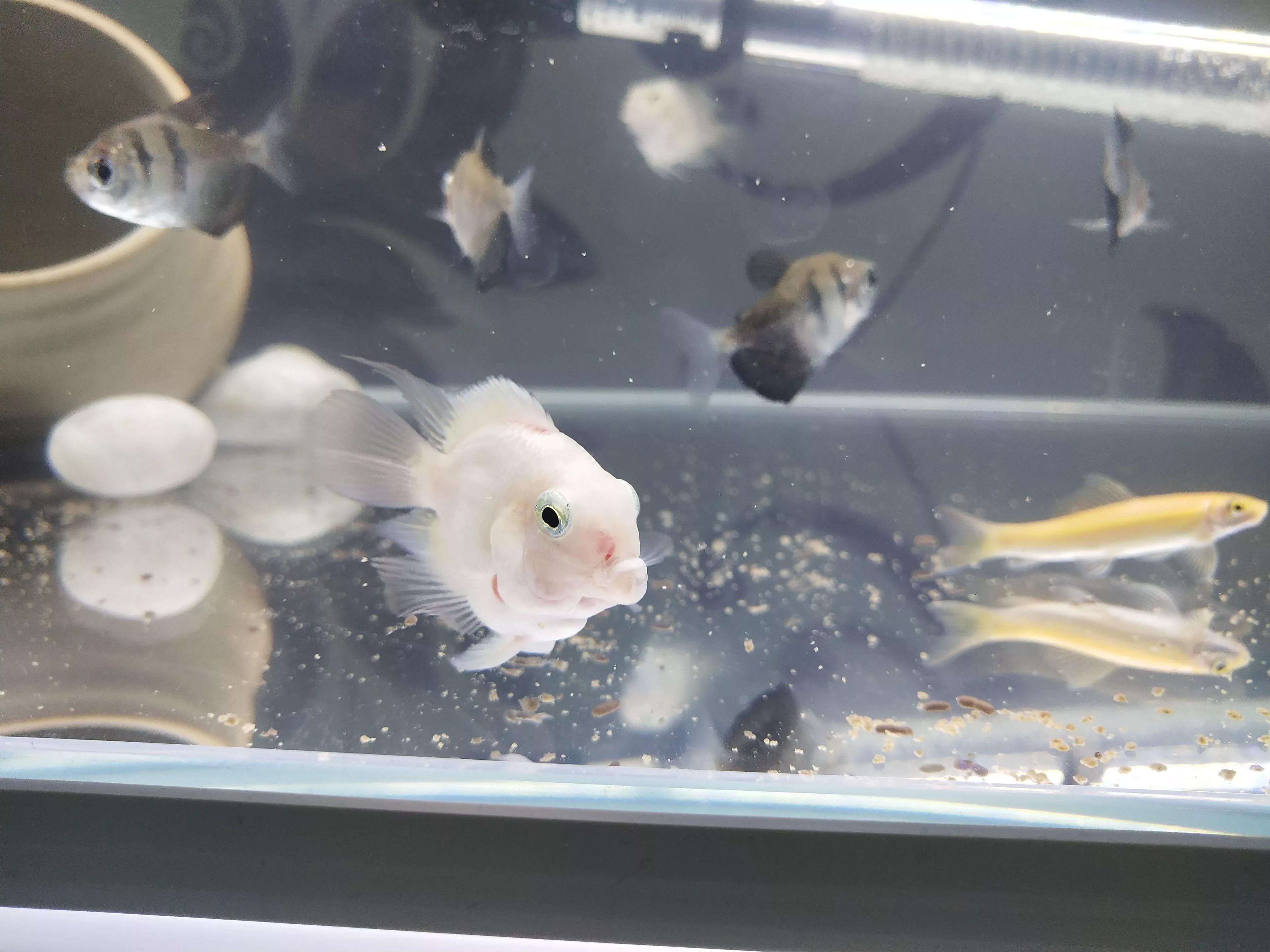 小火龍魚的市場價格波動大嗎？