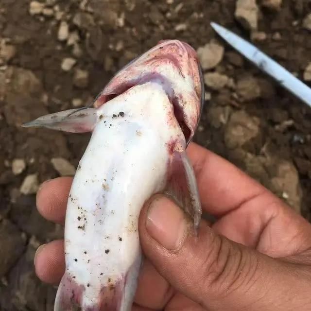 小火龍魚的市場價格波動大嗎？