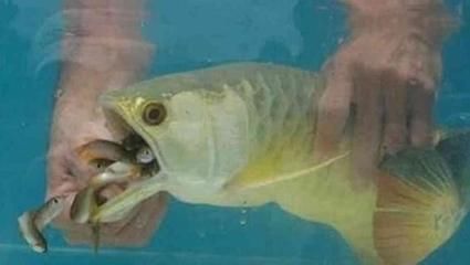 金龍魚不吃飯的原因
