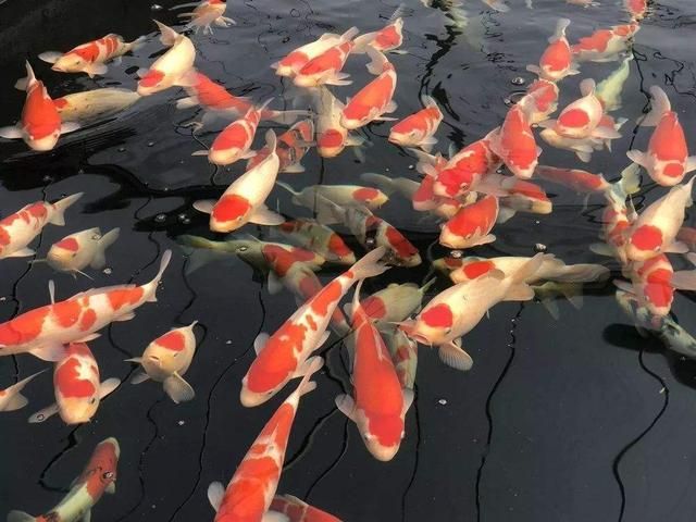 龍魚平均壽命：龍魚平均壽命受到多種因素影響，如何科學(xué)飼養(yǎng)龍魚壽命