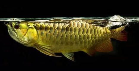 龍魚平均壽命：龍魚平均壽命受到多種因素影響，如何科學(xué)飼養(yǎng)龍魚壽命
