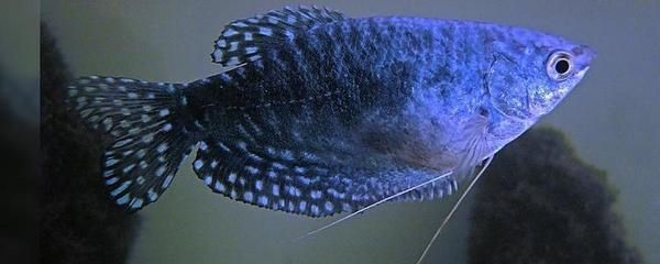 龍魚平均壽命：龍魚平均壽命受到多種因素影響，如何科學(xué)飼養(yǎng)龍魚壽命