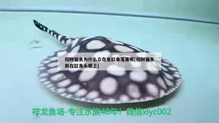 龍魚缸過濾棉多久洗一次合適：魚缸過濾棉材質選擇指南,魚缸硝化細菌培養技巧 龍魚缸過濾棉多久洗一次合適：魚缸過濾棉材質選擇指南,魚缸硝化細菌培養技巧 龍魚百科 第2張