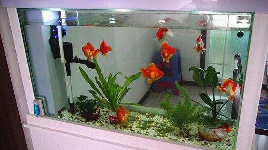 龍魚缸過濾棉多久洗一次合適：魚缸過濾棉材質選擇指南,魚缸硝化細菌培養技巧 龍魚缸過濾棉多久洗一次合適：魚缸過濾棉材質選擇指南,魚缸硝化細菌培養技巧 龍魚百科 第5張