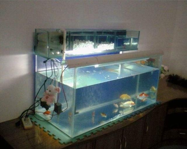 龍魚缸過濾棉多久洗一次合適：魚缸過濾棉材質選擇指南,魚缸硝化細菌培養技巧 龍魚缸過濾棉多久洗一次合適：魚缸過濾棉材質選擇指南,魚缸硝化細菌培養技巧 龍魚百科 第4張
