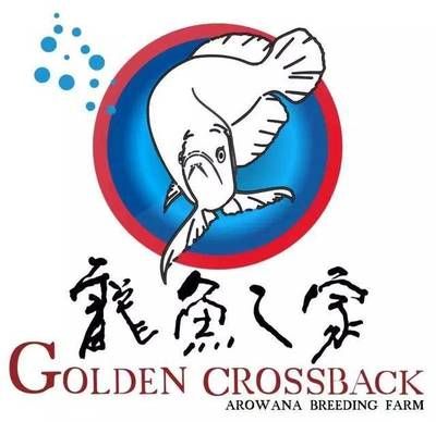 2024長城杯世界龍魚錦標賽（2024長城杯世界龍魚錦標賽,是一場備受矚目的水族界盛事）