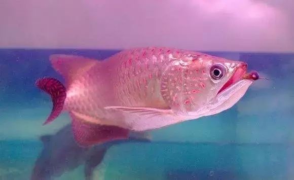 紅龍魚最佳飼養環境：紅龍魚最佳飼養環境介紹