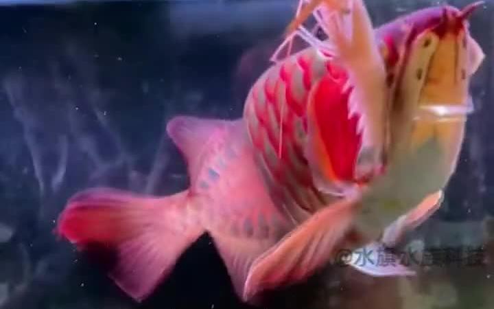 龍魚(yú)蒙眼病多久能治好