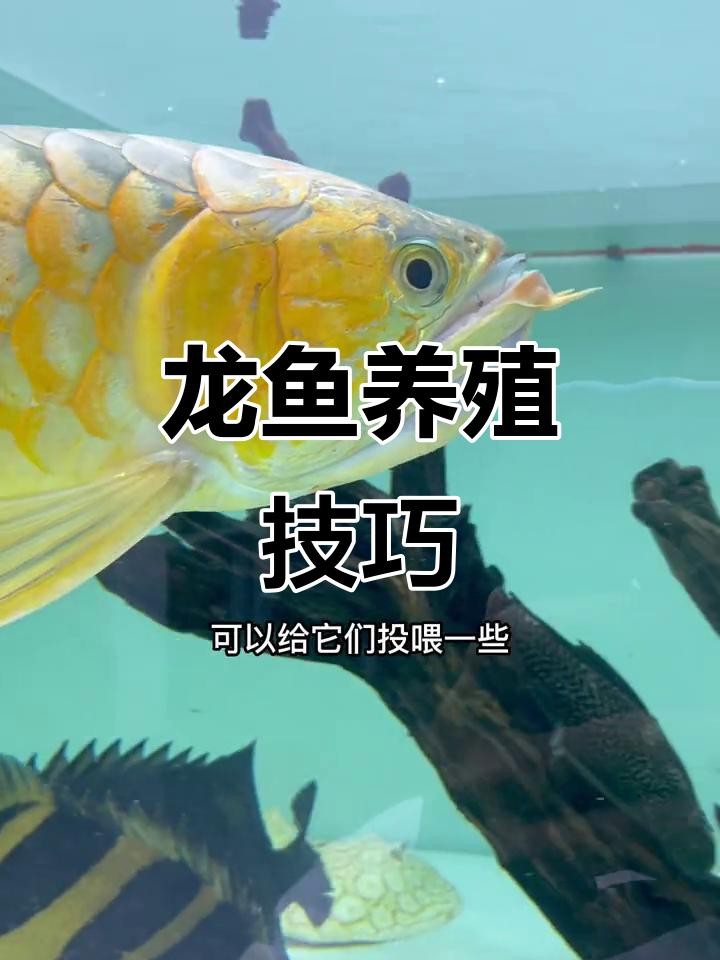 龍魚鱗片特征如何影響價格？