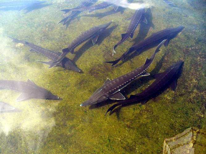 中華尋龍魚圖片搜索