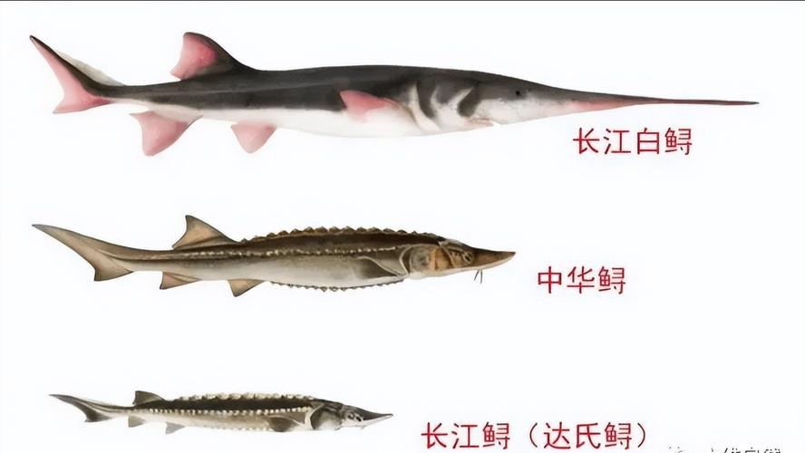 中華尋龍魚圖片搜索