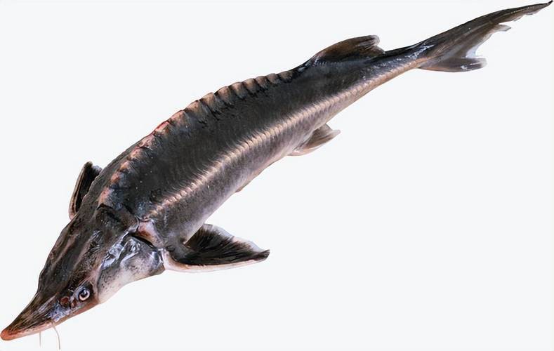 中華尋龍魚圖片搜索