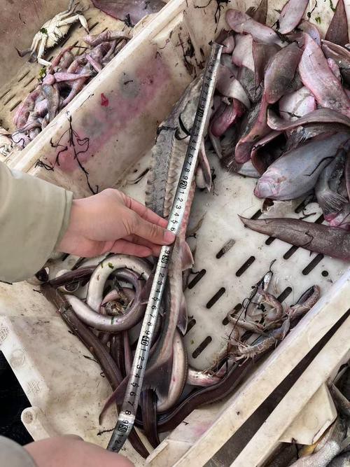 中華尋龍魚圖片搜索