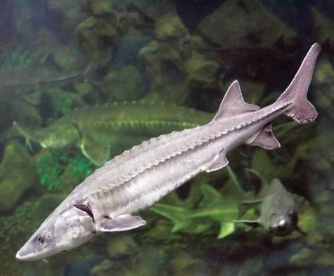 中華尋龍魚圖片搜索