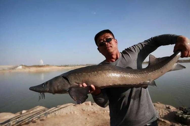 中華尋龍魚圖片搜索