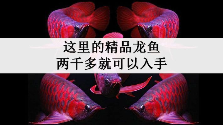 頂級銀龍魚價格，銀龍魚市場價格走勢 頂級銀龍魚價格，銀龍魚市場價格走勢 龍魚百科 第4張