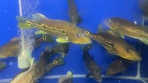 神仙魚與申古三間魚混養效果：神仙魚與申古三間魚混養