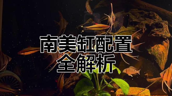 一米二魚缸需要多大的過濾系統(tǒng)？