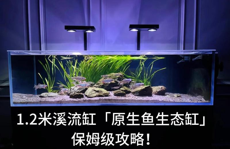 一米二魚缸需要多大的過濾系統(tǒng)？