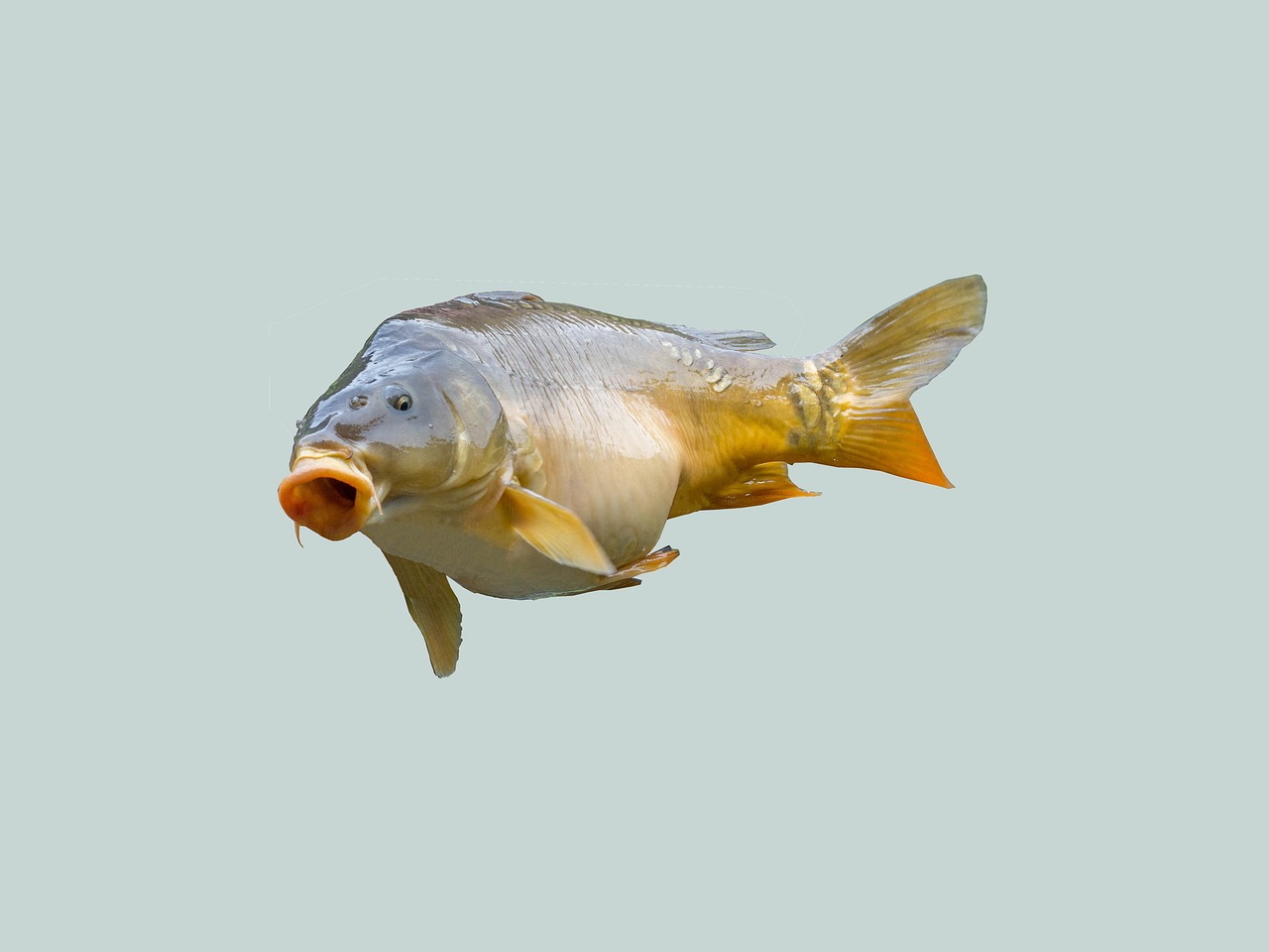 家里養什么龍魚比較好看