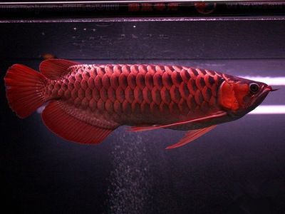 金龍魚缸什么牌子好用又實惠的（森森魚缸用戶評價匯總）