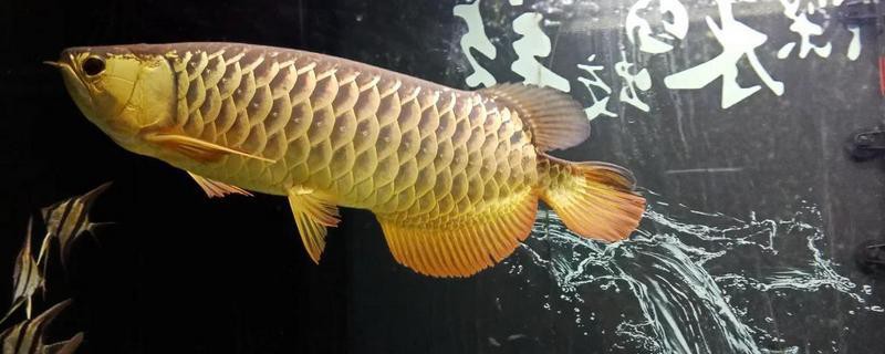 金龍魚(yú)的魚(yú)缸標(biāo)準(zhǔn)尺寸是多大
