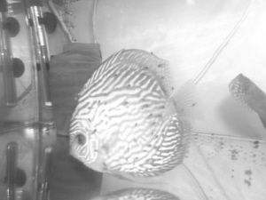 龍魚頭上長了密密麻麻的小黑點：龍魚頭上長了密密麻麻的小黑點可能是由于色素沉積引起的